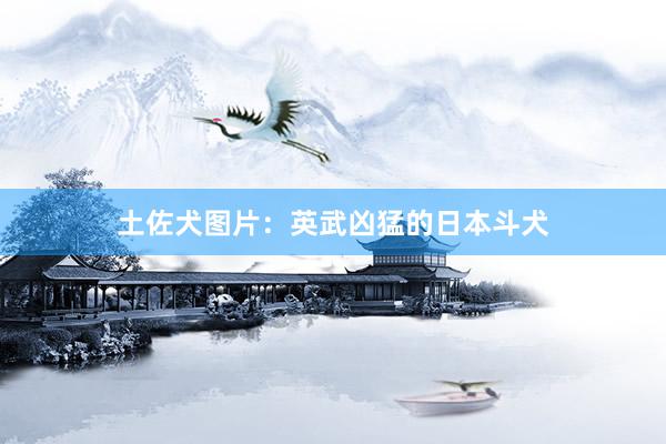 土佐犬图片：英武凶猛的日本斗犬
